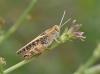 Calliptamus sp.
